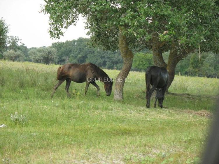 DELTA DUNARII, BIOSFERA, LETEA, Proprietate de VIS!  proprietar, - 12
