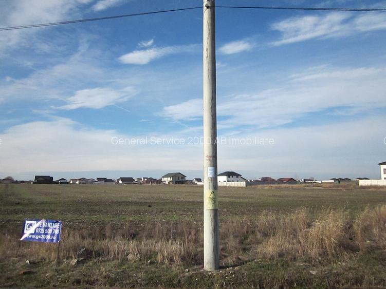 Domnesti-Narciselor - 10