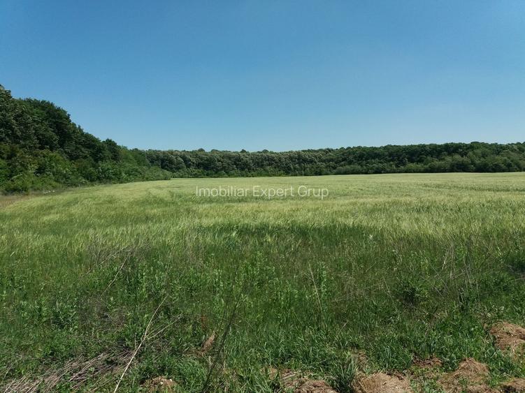 Teren intravilan inconjurat de padure, Ciofliceni, Snagov, comision 0 - 5