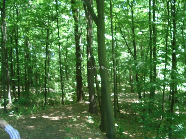 Conac istoric clasa B, 13 ha teren, valoare istorica - 19