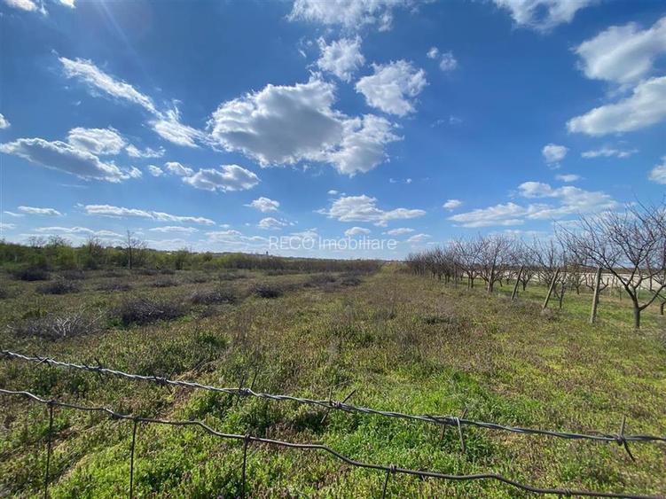 RECO Teren intravilan in  Paleu 6178mp - 3