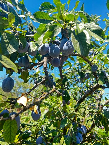 CASA DE VANZARE-BUZAU SAT CUCULEASA - 22