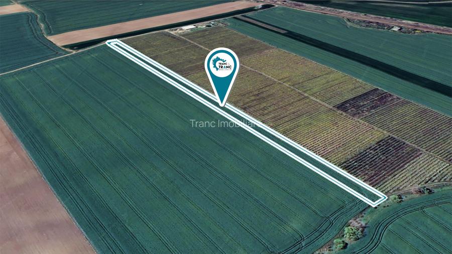 Teren agricol de 1 ha in Zimandu Nou - 2