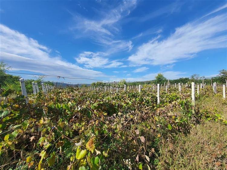 Teren de vanzare in Hemeius Margineni, judetul Bacau - 3