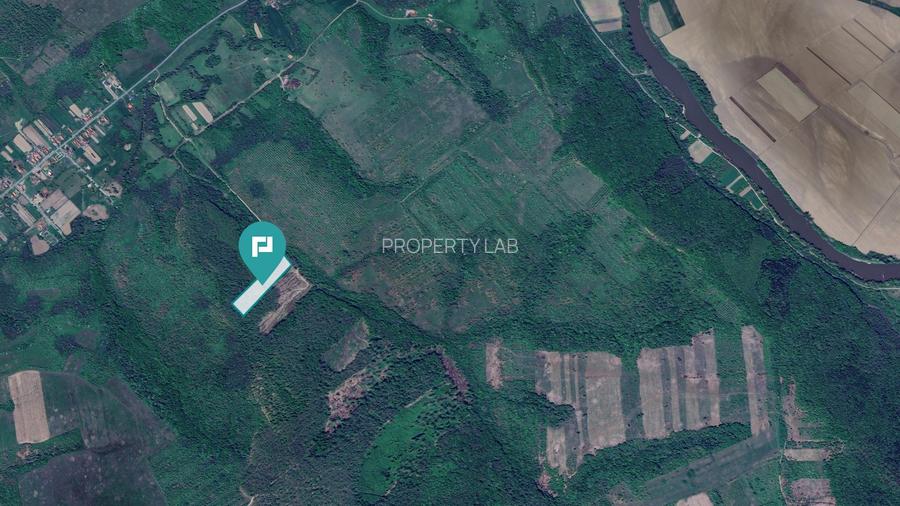 Pădure de foioase – Dorgoș, județul Arad - 4