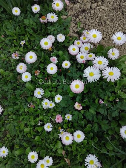 Vanc casa cu teren intravilan  - 10