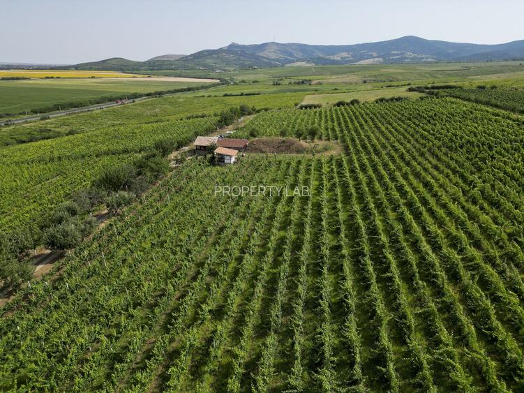 Vie Tradițională „Halta Lupilor” - 42