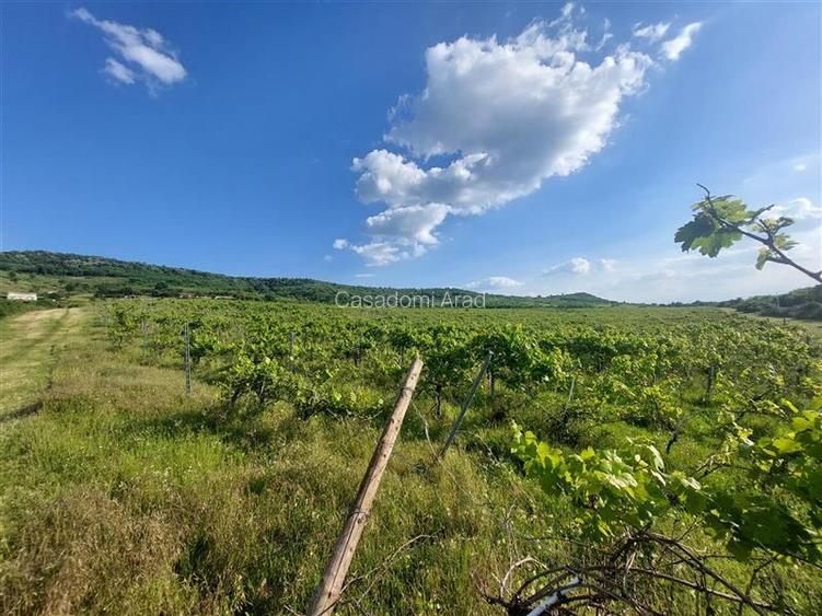 PRET REDUS!!! Proprietate viticola ecologica in zona Siria - 3