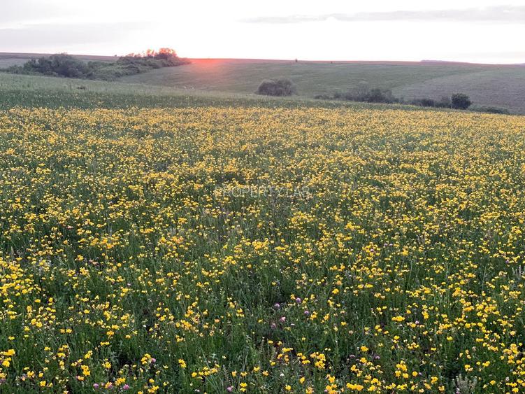 Teren arabil de 128 hectare în Cluj - 2