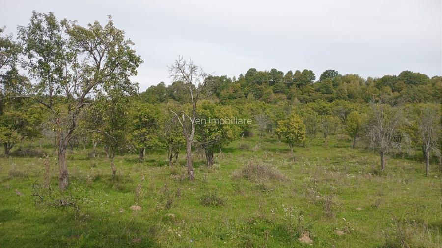 Teren extravilan 10.000 mp – Livadă de pruni, Dorolea (15 km de Bistrița) - 2