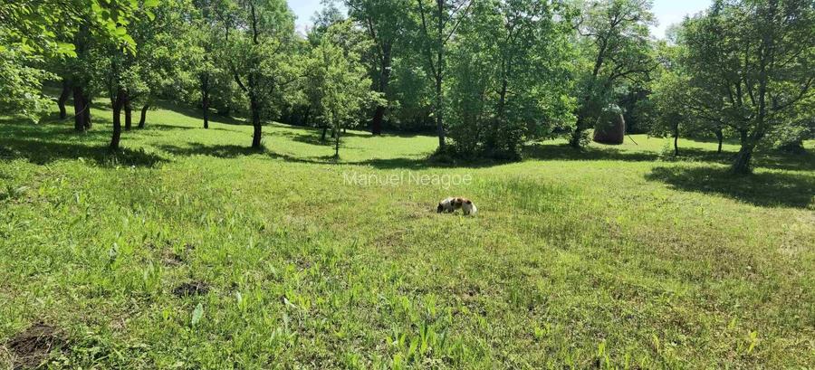 Teren intravilan Talea situat in mijlocul naturii ! - 7