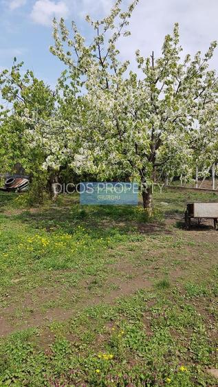 Teren 2.600 mp, utilități, Str. Merișor – Giurgiu - 12