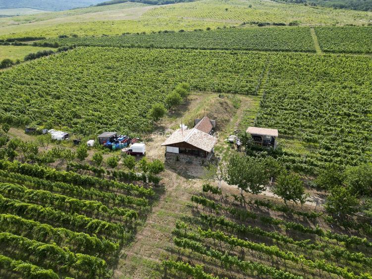 Vie Tradițională „Halta Lupilor” - 41