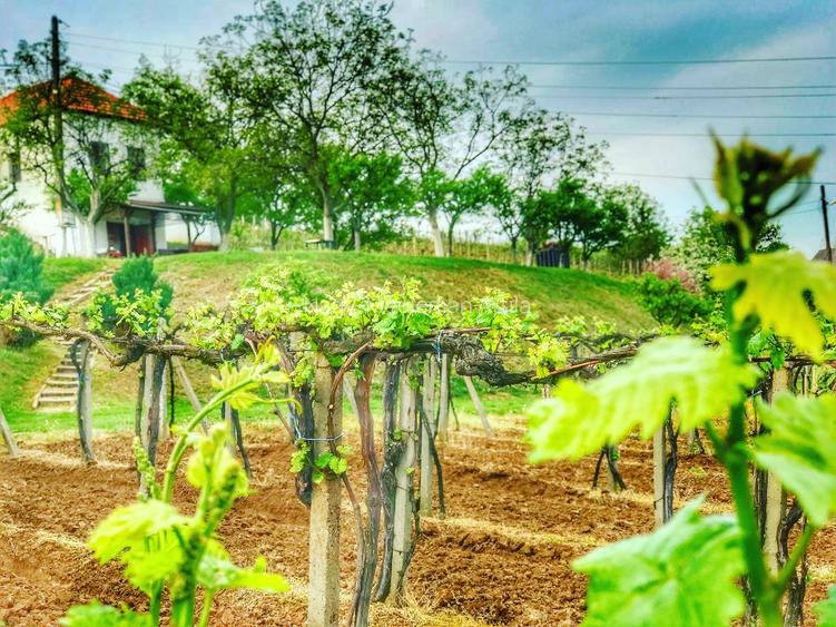 Investiție rară în Bihor - 14