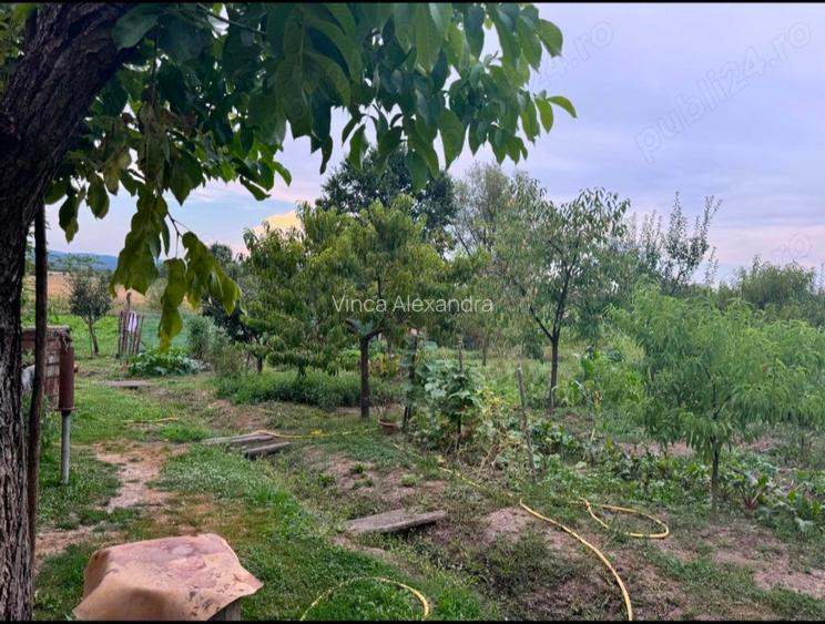 Casă de vânzare , Țela, Arad ,3 anexe  - 5