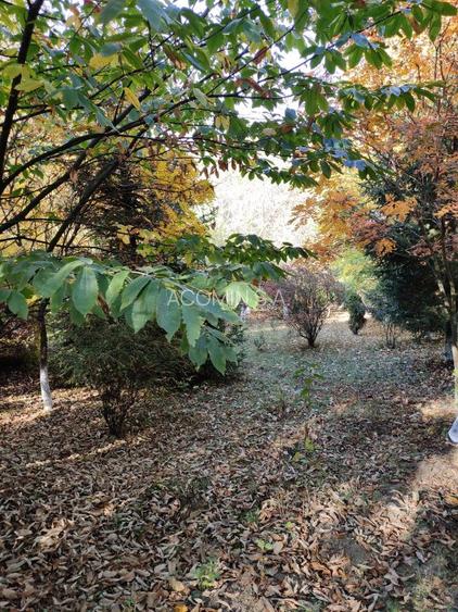 TEREN INTRAVILAN CABANA SI DEPOZIT DE UNELTE - 8