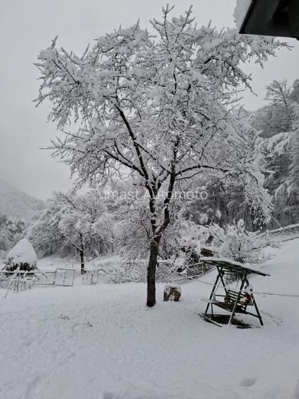 Casa, teren si padure de vanzare-40.000 mp, direct proprietar in Apuseni. - 8