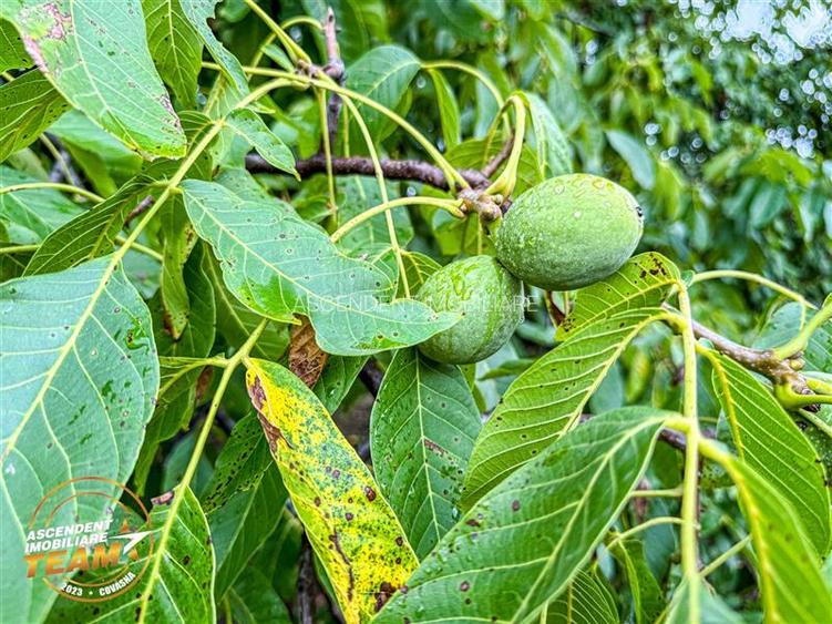 FILM&3D! Casa ospitaliera,curte si gradina asortata,arie linistita,Simeria,Sfant - 12