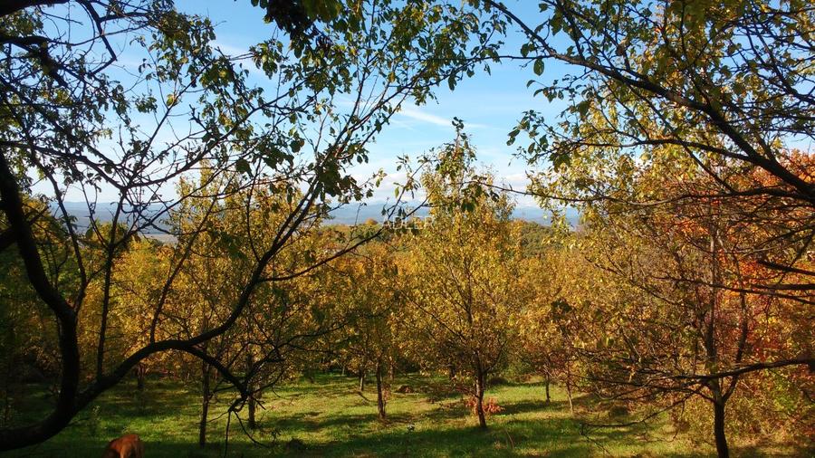 Seciu, teren intravilan 3000 mp - 2