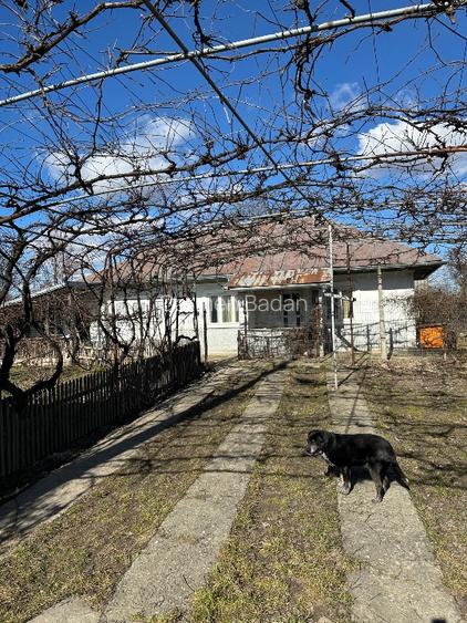 Casa batrineasca cu approx 2800 mp teren, vie, pomi fructiferi, zmeura, coacăze  - 2