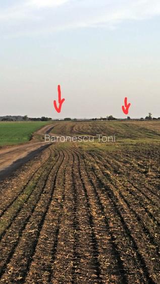Teren Extravilan GIURGIU 16 Ha (la 50km de București) - 6