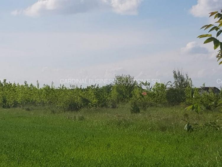 Ciolpani, zona Cimitir Britanic, stradal - 14