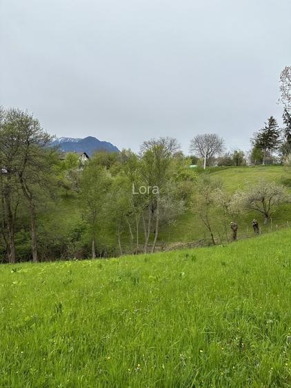 Teren  Bran/Predelut - 4