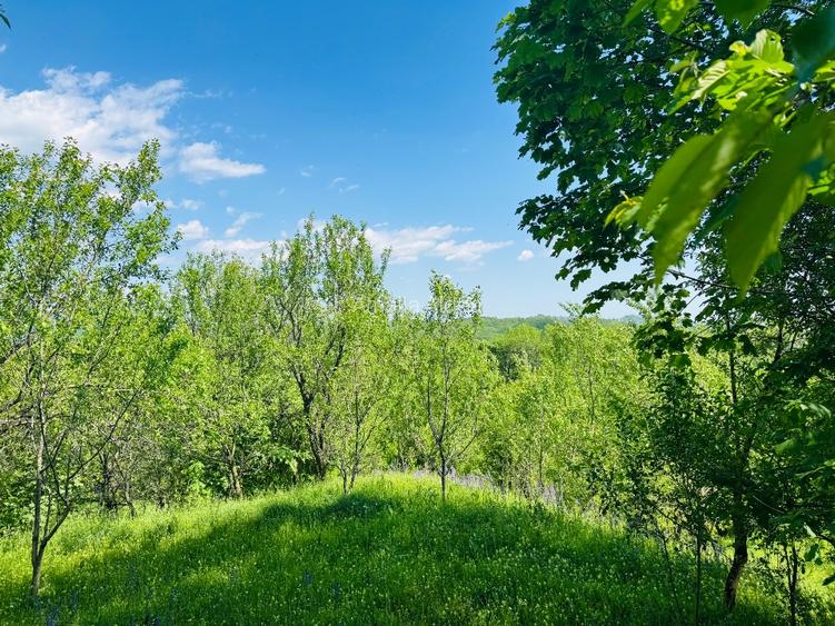 Teren intravilan 4.384 mp | 65 ml deschidere | Talea, Prahova | 47.000 € - 2