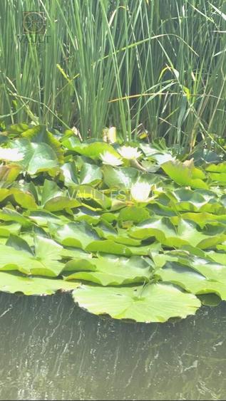 Teren - Snagov -900MP - 7