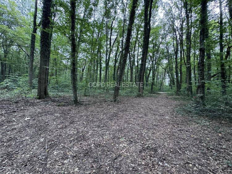 46644 mp teren in Padurea Baneasa proiect exclusivist - 9