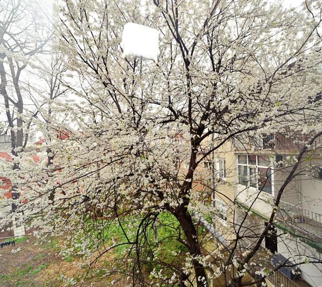 Centru - Cuza Voda - Maternitate, 3 camere disponibil imediat - 8