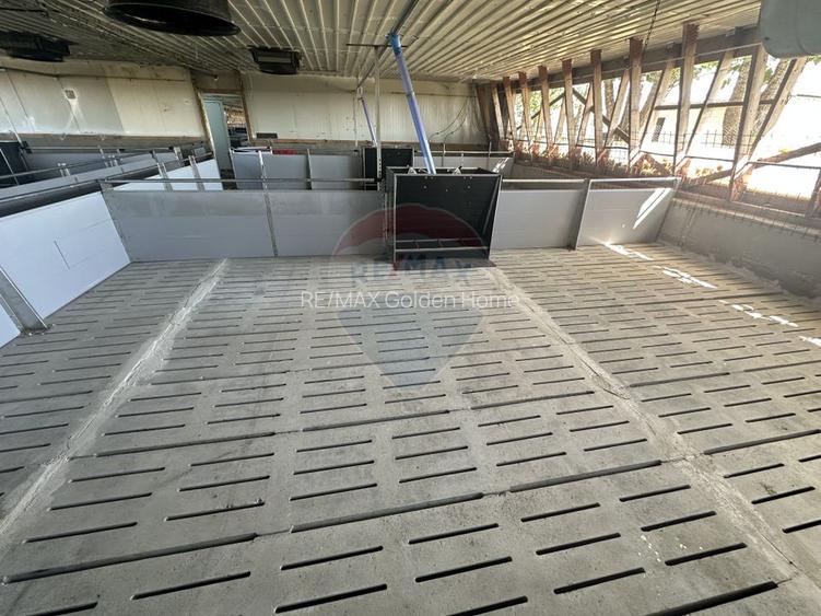 Ferma porcine la cheie - 10