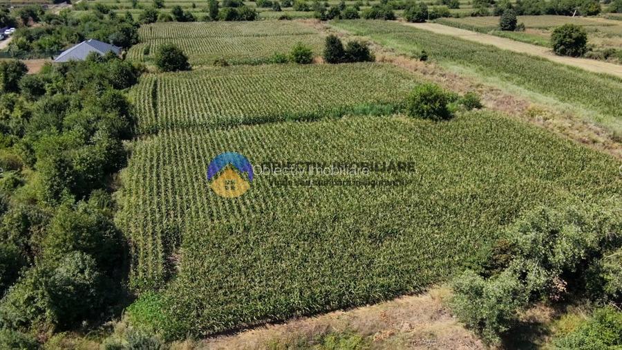 Teren intravilan 3866 mp Dumbrava Rosie - 7