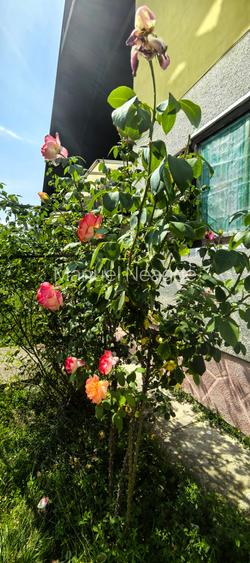 Casa Breaza , zona centrala , 500mp teren drept ,toate utilitatile - 23