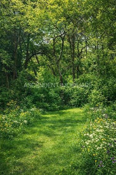 Domeniu verde autentic,  +5.000mp, front la DJ, Valcele, Brasov -- Covasna - 5