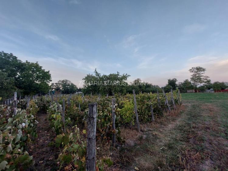 Casa batraneasca bine intretinuta in Bahna - 13