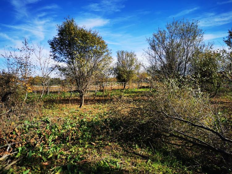 Teren Generos cu Casa in Gruiu - Snagov - 6