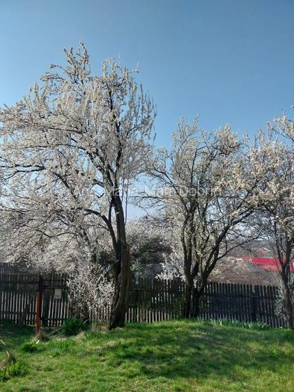Casa cartojani giurgiu gaze apa centrala, direct proprietar - 14