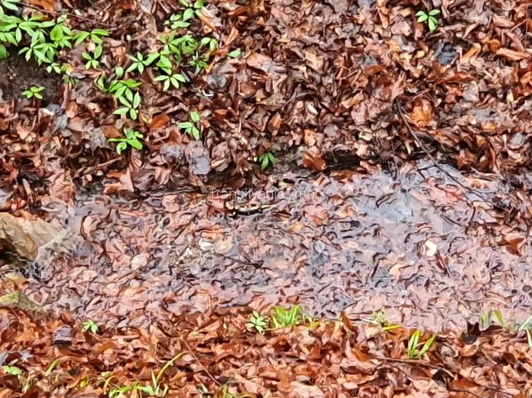 Teren Poiana Marului pretabil investitie 5 euro/mp - 9