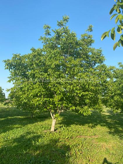 Livada de nuci cu suprafata de 4 hectare - 3