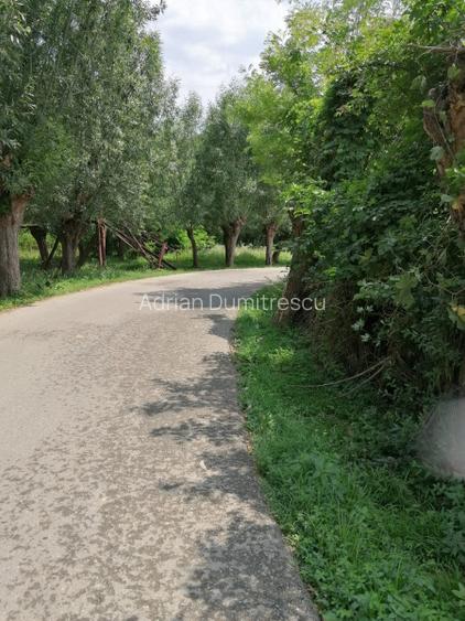 Curte 1512/3025mp , Bughea de Jos, 5 min Valeni PH - 15