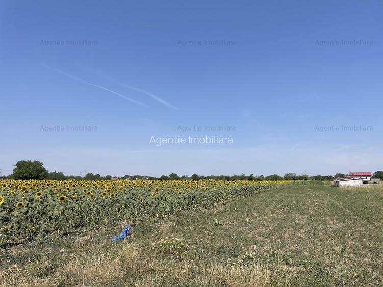 Teren Postavari - Frumusani - 1956 mp - 5