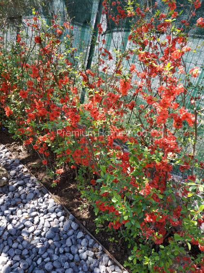 Vanzare vila deosebita mobilata si utilata Corbeanca - 57