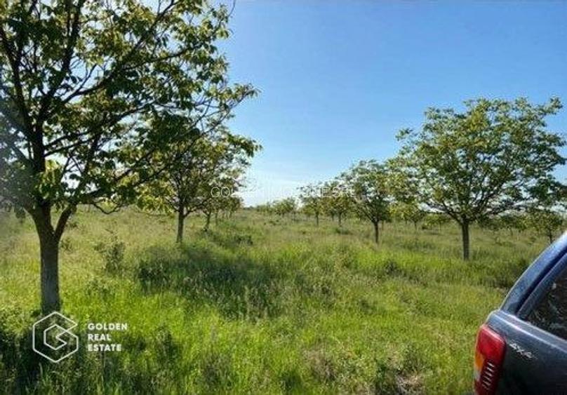 Teren extravilan Bazosul Nou, 500 000 mp - 4