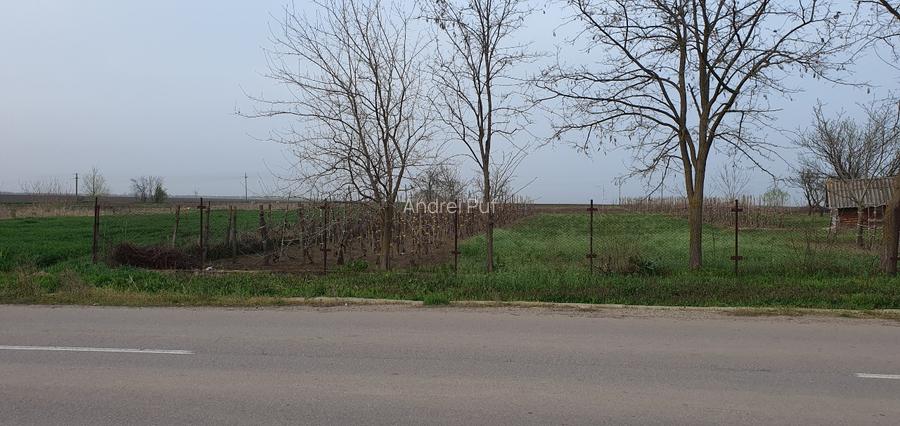 Teren intravilan 2300mp Sarulesti Sat Calarasi - 10