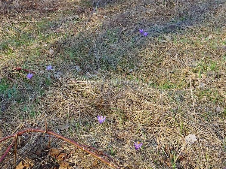 Teren intravilan la liziera padurii - 2