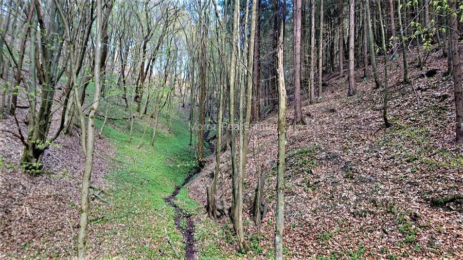 Domeniu de 7 ha in Apuseni - Criscior, Hunedoara - 4