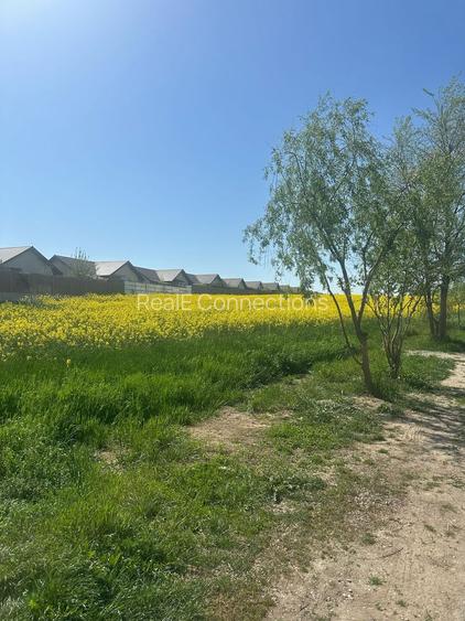 Teren intravilan 26.300 mp Saftica Balotesti - PUZ în lucru - 17