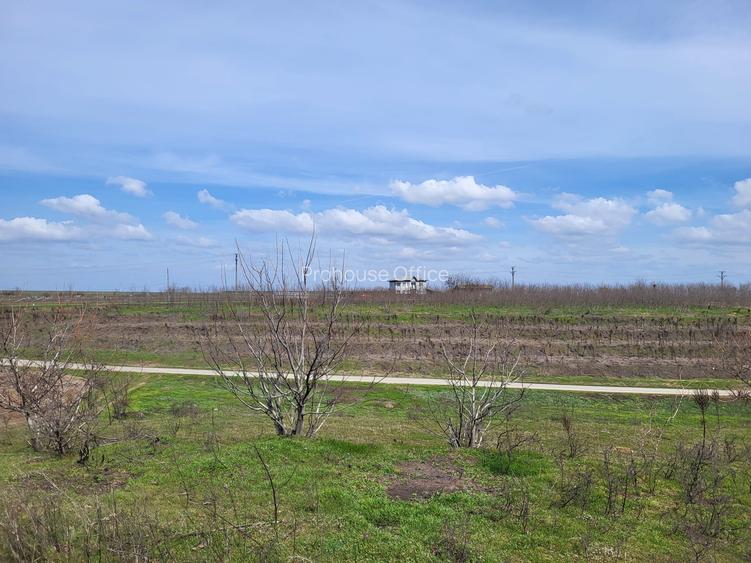 VANZARE TEREN PRUNDU INTRAVILAN AGRICOL GIURGIU POTENTIAL - 3