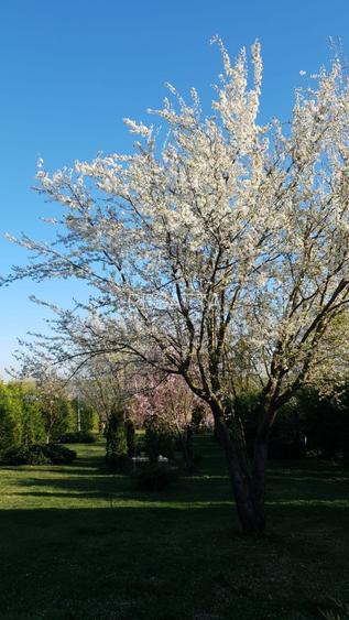 VILA IMPRESIONANTA CU ACCES LA LAC si PISCINA - 36